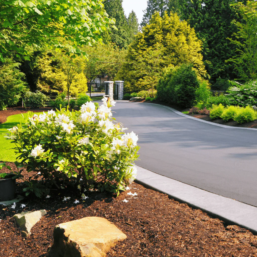 A beautifully landscaped driveway in Colorado showing the results of a professional concrete curing process, with lush greenery and blooming white flowers enhancing the smooth, gray surface