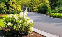 A beautifully landscaped driveway in Colorado showing the results of a professional concrete curing process, with lush greenery and blooming white flowers enhancing the smooth, gray surface
